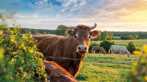 Livestock For Sustainable Food Systems - PATHWAYS