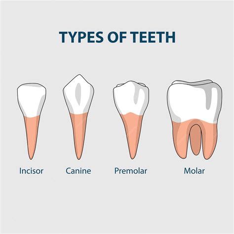 Premium Vector | Types of teeth