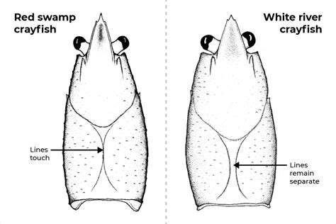 Image result for Crayfish Redstone Tutorial