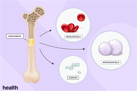 Image result for Bone Marrow Function