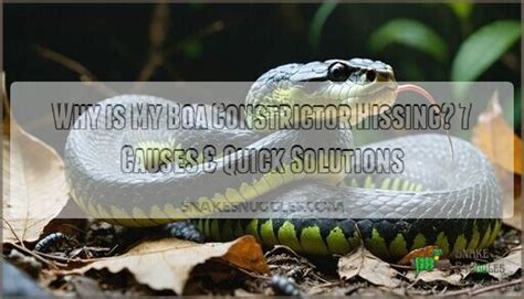 Image result for Boa Constrictor vs Python
