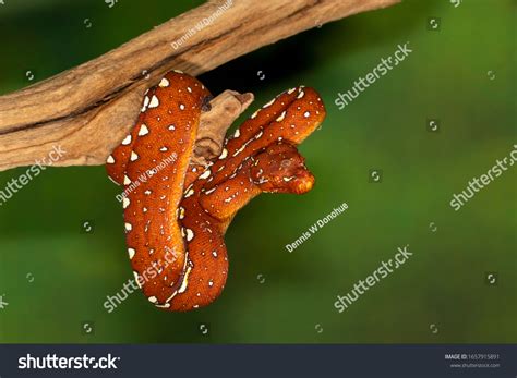 Image result for Biak Green Tree Python