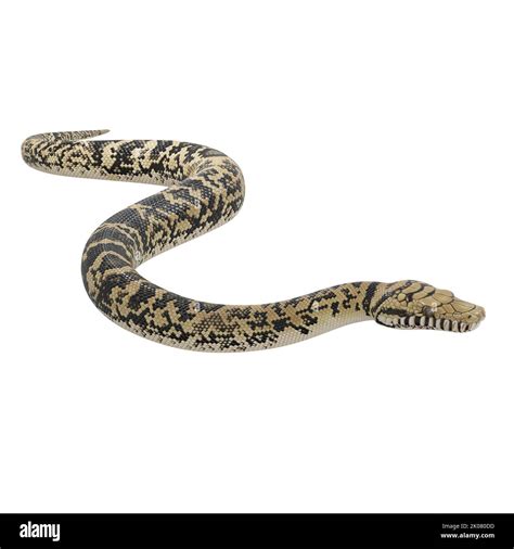 Image result for Biggest Scrub Python