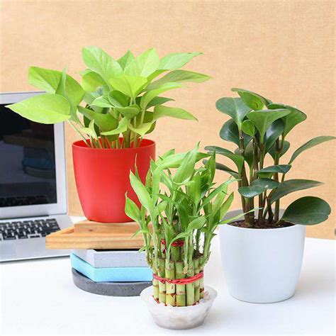 Buy Work From Home Plants Pack online from Nurserylive at lowest price.