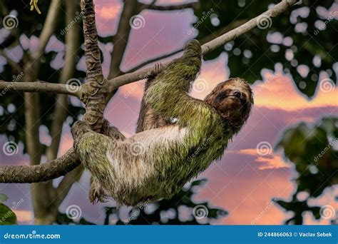 A Sloth Smiling at the Camera while Hanging in the Costa Rican Jungle ...