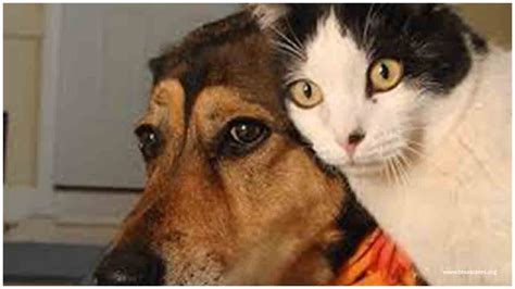 A Dog, 3 Cats Found Infected With COVID-19