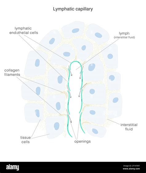 Image result for The Structure Lymphatic System