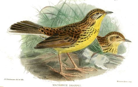 Endangered Kenyan Bird Species Preserved With Help Of Farmers. | Happy Eco News