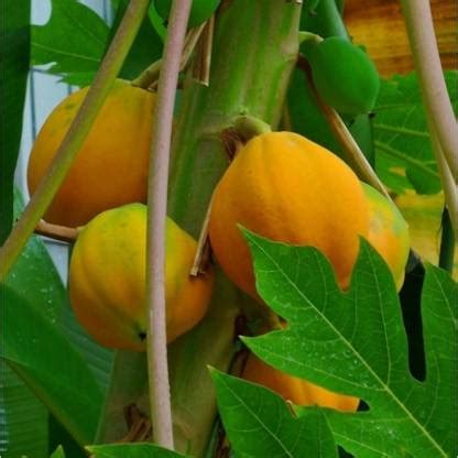 sporos Papaya f1 Seed Price in India - Buy sporos Papaya f1 Seed online ...