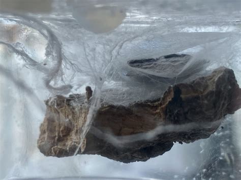 The Fascinating Journey of a Jumping Spider Molting | Spiders Web HQ