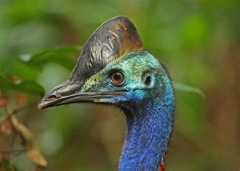Man attacked after fall by 'world's deadliest bird' with deadly four ...
