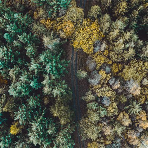 Download wallpaper 2780x2780 forest, road, aerial view, trees, overview ...