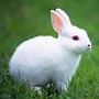 Image result for Wild White Rabbit