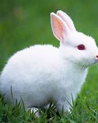 Image result for bunny rabbits wallpapers hd