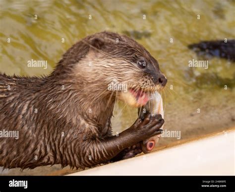 animals and birds at rancho Texas Lanzarote Stock Photo - Alamy