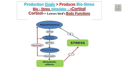 Biological Stress Examples 的图像结果