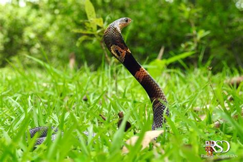 কেউটে কাহিনী | Monocled Cobra