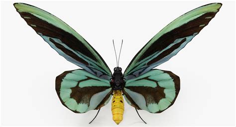 Queen Alexandras Birdwing Butterfly 3D - TurboSquid 1165905