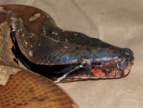 Image result for Blood Python Bite