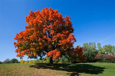 Image result for Outside Fall Trees