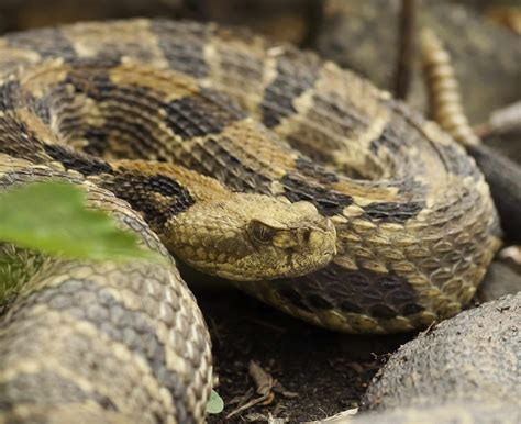 8 Types of Rattlesnakes in Texas! (ID Guide) - Bird Watching HQ