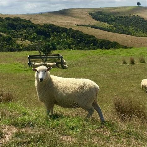 Koyun Nedir? Koyun Ne Demek, Anlamı ve Tanımı