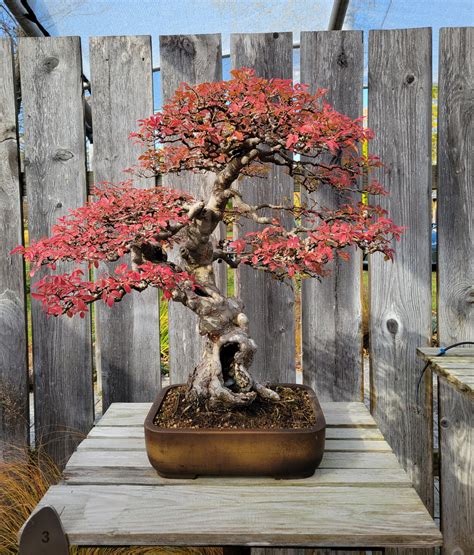 What a difference two weeks makes! : r/Bonsai