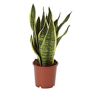 Creative Farmer (Sansevieria) Snake Plant Rare Exotic (Healthy Live ...