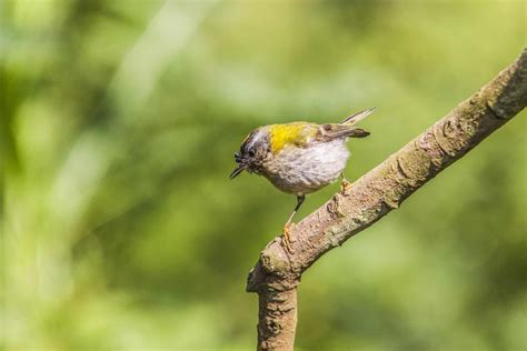 Wildlife Wonders: Animals In Madeira To Look Out For (With Photos)
