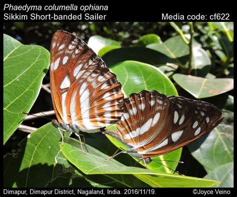 Phaedyma columella | Butterfly