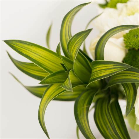 Serenity – The Flora