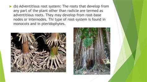 ROOTS - Basics, Function, Various Parts - Maturation, Root-Hairs ...