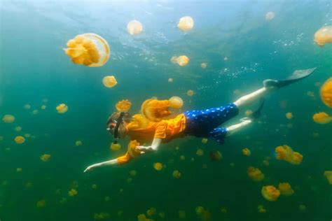 From shark encounters to coral reefs: 10 ultimate marine adventures you ...