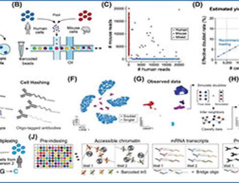 RNA Sequencing Method 的图像结果