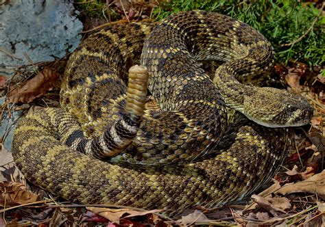 Definitive Guide To Western Diamondback Rattlesnake Facts, Habitat ...