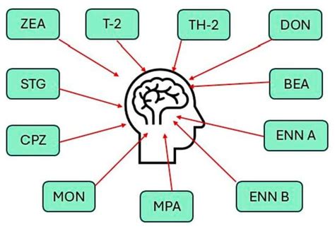 Neurotoxicological Effects of Some Mycotoxins on Humans Health and ...