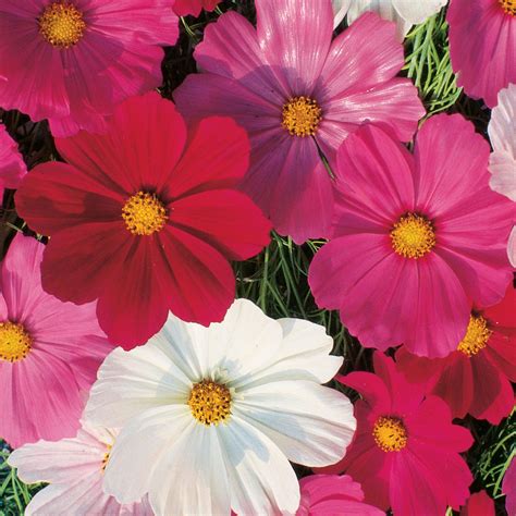 Cosmos, Sensation Mixed Colors Seeds | Cut Flowers | Flower Garden ...