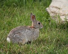 Image result for Baby Jack Rabbit