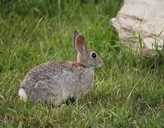 Image result for Wild Cottontail Baby Bunnies