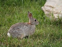 Image result for Fluffy Baby Rabbit