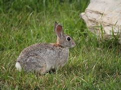 Image result for Eastern Cottontail Rabbit Nest