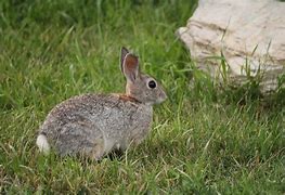 Image result for Rabbit Pellets