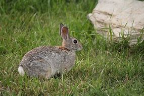 Image result for One Week Old Cottontail Bunnies