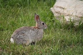 Image result for Harlequin Rabbit