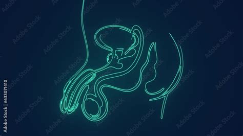 Male Reproductive System Animation 的图像结果