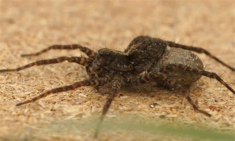 Wolf Spiders in Michigan: Everything You Need to Know - A-Z Animals