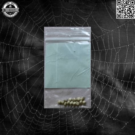 Sour Bubble 13 Seeds Auction at DC Seed Exchange