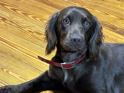 Wilderland’s Wild Irish Rose | Wilderland Kennels