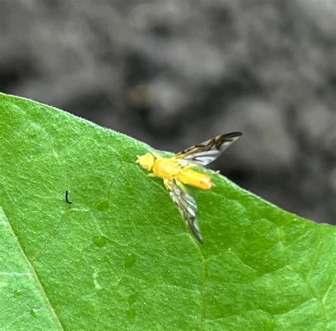 True fruit fly - PEST CONTROL CANADA