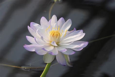 Water Lily Bloom free image download